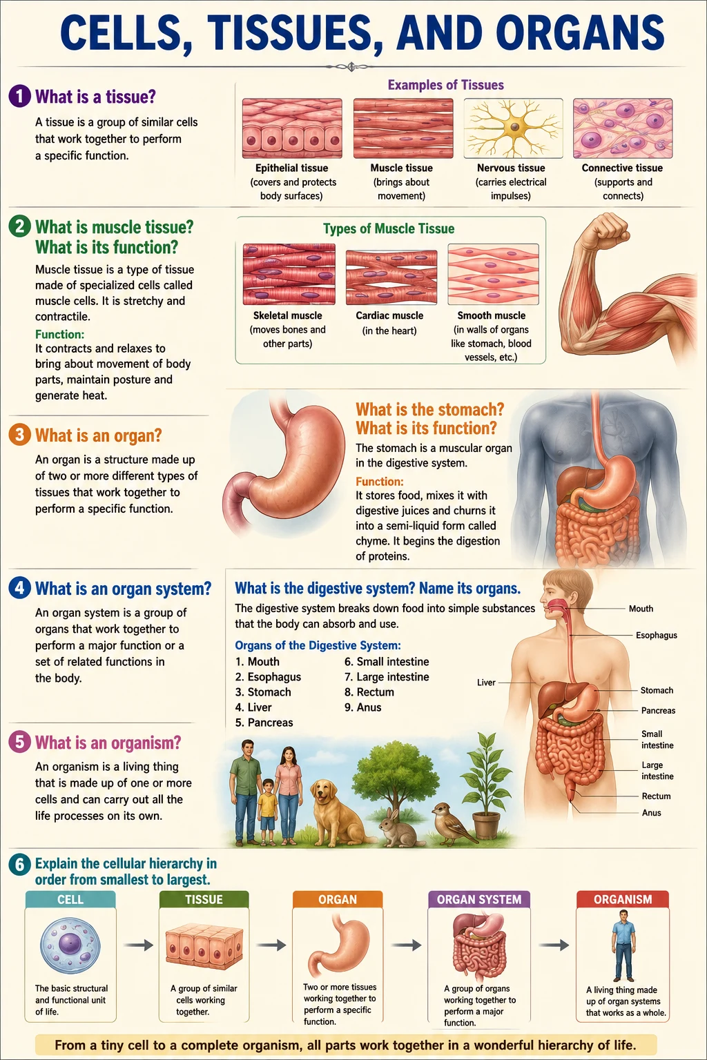 Cells tissues organs biological hierarchy class 6 APSACS