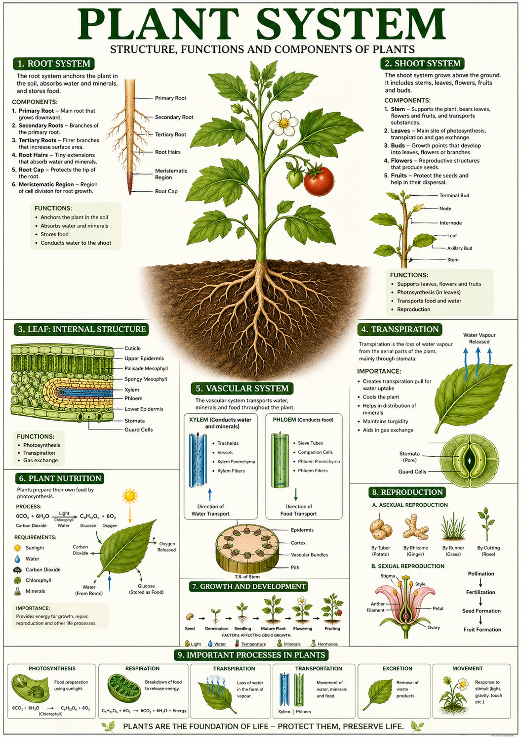 Plant System overview structure functions components Class 7 APSACS
