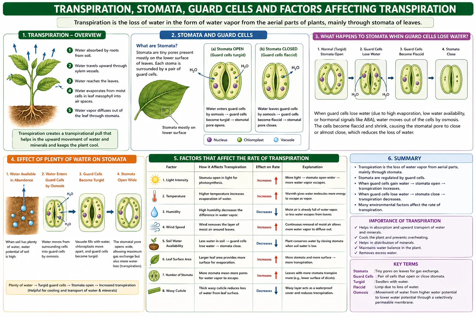 Osmosis root hair cells water absorption concentration Class 7