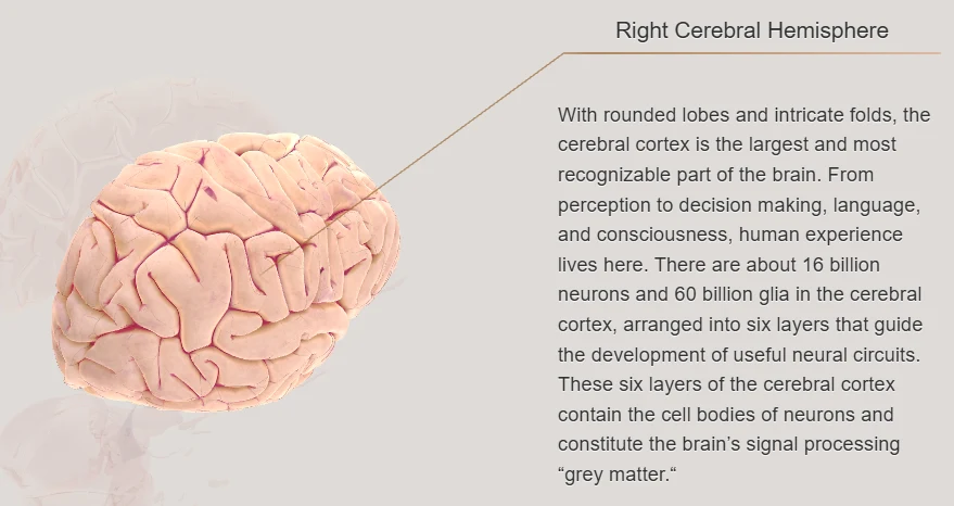 Cerebral cortex motor sensory auditory visual areas class 8