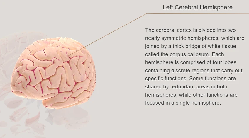 Thalamus hypothalamus forebrain functions class 8 science FBISE