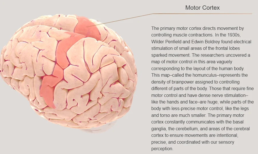 Sensory neuron motor neuron types class 8 science Pakistan